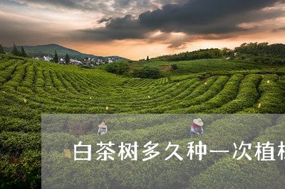 白茶树多久种一次植株最好/2023041261727