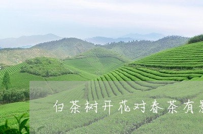 白茶树开花对春茶有影响吗/2023041226281