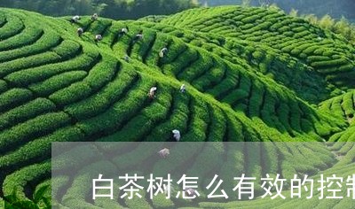 白茶树怎么有效的控制高度/2023041251724