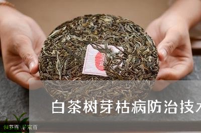 白茶树芽枯病防治技术视频/2023041286057