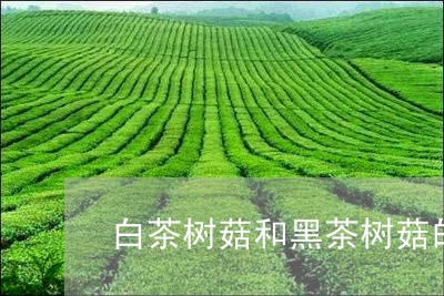 白茶树菇和黑茶树菇的区别/2023041292038