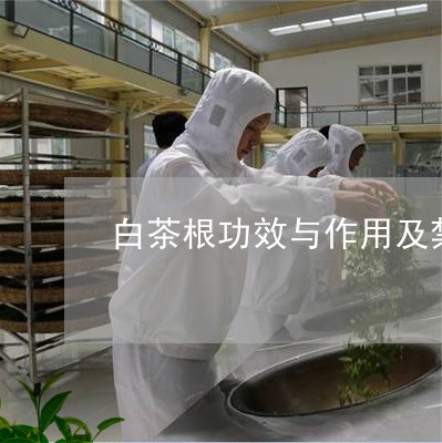 白茶根功效与作用及禁忌症/2023041561415