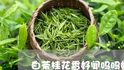 白茶桂花香好闻吗吗好喝吗/2023041192614