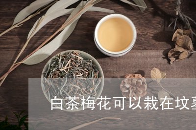 白茶梅花可以栽在坟墓里吗/2023041106058