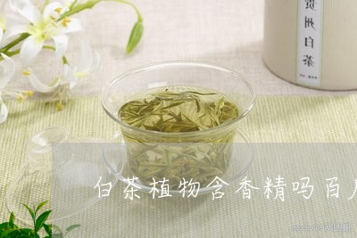 白茶植物含香精吗百度百科/2023041543936