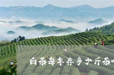 白茶每年存多少斤茶叶为好/2023041172149