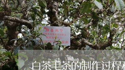 白茶毛茶的制作过程和方法/2023041164836