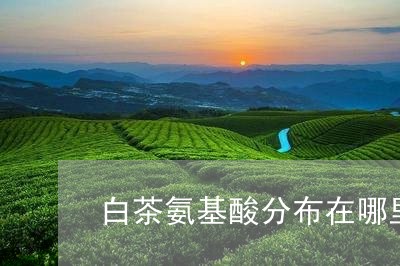 白茶氨基酸分布在哪里最多/2023041404938