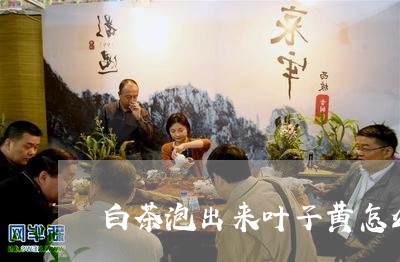 白茶泡出来叶子黄怎么回事/2023041105939