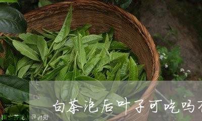 白茶泡后叶子可吃吗有毒吗/2023041169381