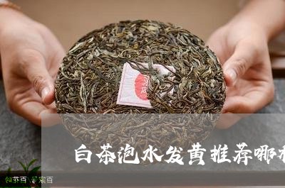 白茶泡水发黄推荐哪种茶叶/2023041505158