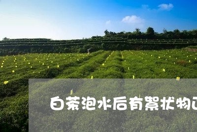 白茶泡水后有絮状物正常吗/2023041134835