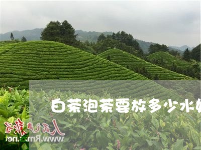 白茶泡茶要放多少水好一点/2023041271804