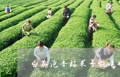 白茶泡青梅果子能吃吗功效/2023041226357