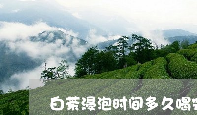 白茶浸泡时间多久喝完最好/2023041239293