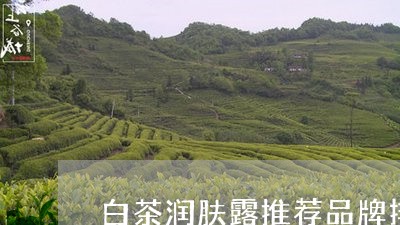 白茶润肤露推荐品牌排行榜/2023041212724