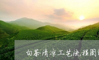 白茶清凉工艺流程图解说明/2023041513036