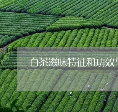 白茶滋味特征和功效与作用/2023041260504