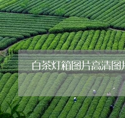 白茶灯箱图片高清图片欣赏/2023041296068