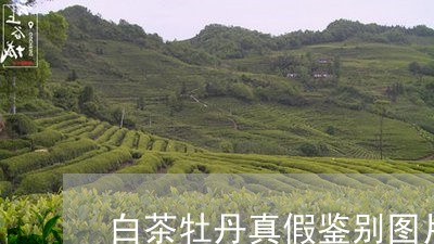 白茶牡丹真假鉴别图片对比/2023041140472