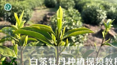 白茶牡丹种植视频教程全集/2023041516150