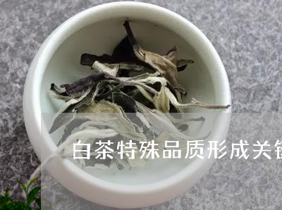 白茶特殊品质形成关键工序/2023041157473