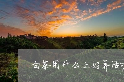 白茶用什么土好养活呢视频/2023041284160