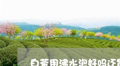 白茶用沸水泡好吗还是温水/2023041126072