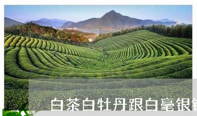 白茶白牡丹跟白毫银针区别/2023041536037