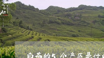 白茶的5个产区是什么地方/2023033192506