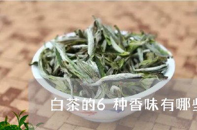 白茶的6种香味有哪些特点/2023033072704