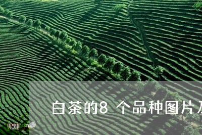 白茶的8个品种图片及名称/2023033072039