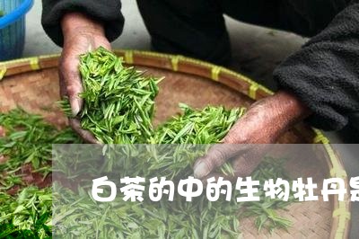 白茶的中的生物牡丹是什么/2023041294150