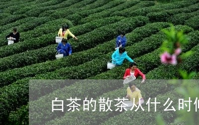 白茶的散茶从什么时候开始/2023041233817