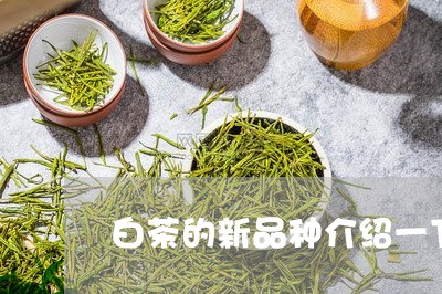 白茶的新品种介绍一下图片/2023041525150