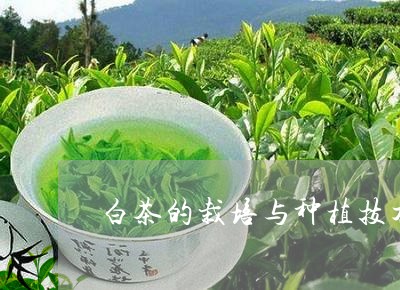 白茶的栽培与种植技术视频/2023041148525