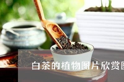 白茶的植物图片欣赏图大全/2023041169371