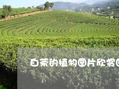 白茶的植物图片欣赏图大全/2023041542603