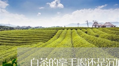 白茶的毫毛喝还是沉底再喝/2023041157350