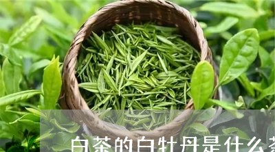 白茶的白牡丹是什么茶品种/2023041530383