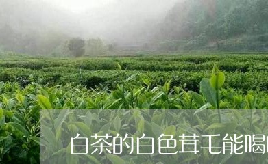 白茶的白色茸毛能喝吗好吗/2023041529481