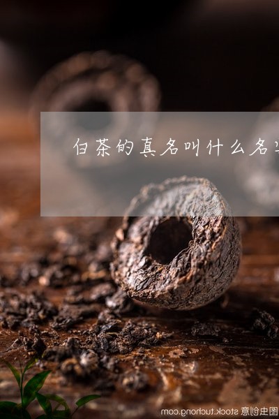 白茶的真名叫什么名字好听/2023041137261