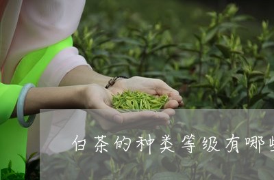 白茶的种类等级有哪些图片/2023041587251