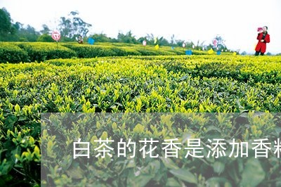 白茶的花香是添加香料吗/2023041143370