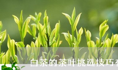 白茶的茶叶挑选技巧有哪些/2023041247594