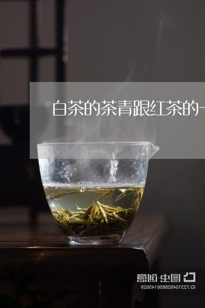 白茶的茶青跟红茶的一样吗/2023041210504