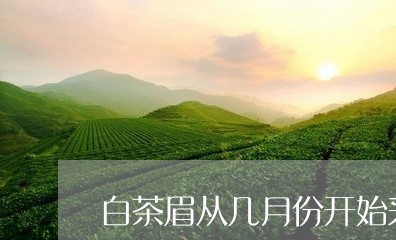 白茶眉从几月份开始采摘/2023041114138