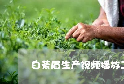 白茶眉生产视频播放工具/2023041144038