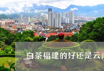 白茶福建的好还是云南的好/2023041200704