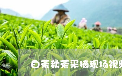 白茶秋茶采摘现场视频大全/2023041204038